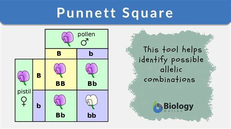 Punnett Square - Part 1. A Punnett square is a diagram used to visualize the possible results of a mating and to predict the genotypic and phenotypic ratios for the offspring it produces. The generation of a Punnett square for a cross between a homozygous tall (TT) and a homozygous short (tt) individual is the subject of the first …